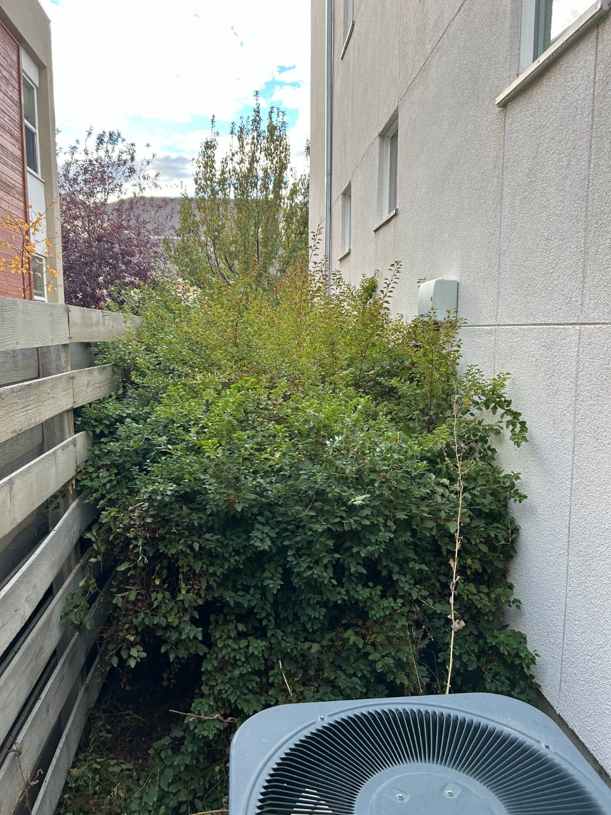 Fall Bush Trimming before